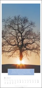 Wunderwelt der Bäume Kalender 2023. Baum-Fotos durch alle Jahreszeiten in einem länglichen Kalender. Jahres-Wandkalender 2023 mit Fotos von der Blüte bis zum kahlen Winter.