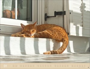 Monika Wegler: Katzenkalender 2026