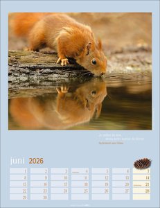 Eichhörnchen Kalender 2026