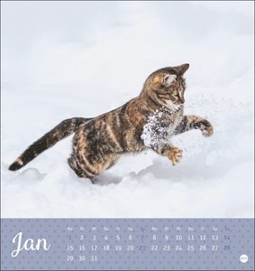 Katzen - Kleine Tiger Postkartenkalender 2024. Entzückende Katzenkinder in einem kleinen Kalender zum Aufhängen oder Aufstellen. Tierischer Postkarten-Fotokalender für Katzenfans.
