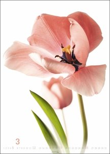 Blütenbilder Kalender 2023. Großer Jahres-Wandkalender mit stilvollen Fotos prachtvoller Blüten. Blumen-Kalender XXL für die Wand. 49x68 cm. Hochformat
