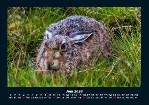 Tierkalender  2023 Fotokalender DIN A4