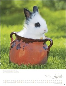Kaninchenkinder Posterkalender 2023 von Monika Wegler. Ein bezaubernder Tierkalender mit süßen Fotos. Dekorativer Kalender für Tierfreunde. Hochformat 34x44 cm.