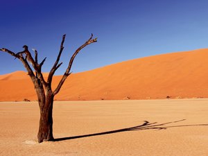 CALVENDO Puzzle Dead Vlei in Namibia 1000 Teile Puzzle quer
