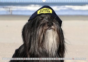 Tibet Terrier Theo