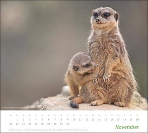 times&more Erdmännchen Bildkalender 2022
