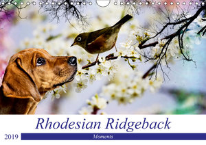 Rhodesian Ridgeback - Moments