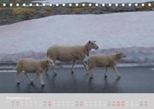 Ganz schön Schaf (Tischkalender 2023 DIN A5 quer)