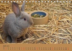 Rex - Kaninchen