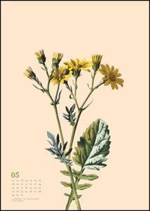 Wandkalender »Menagerie« 2023 – Historische Tier- und -Pflanzen-Zeichnungen modern interpretiert – Von 30x40 – 29,7 x 42 cm – Mit Spiralbindung