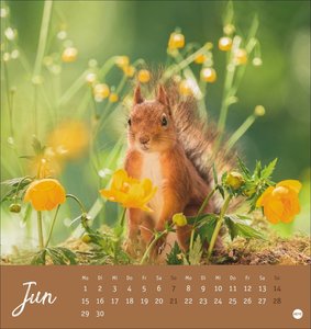 Eichhörnchen Postkartenkalender 2026
