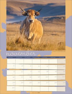 Kuh Kalender 2026