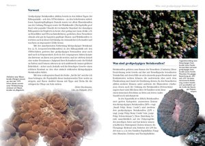 Grosspolypige Steinkorallen Im Meerwasseraquarium