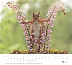 times&more Eichhörnchen Bildkalender 2022