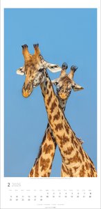 Giraffen Kalender 2026