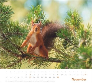 times&more Eichhörnchen Bildkalender 2025
