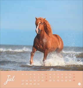 Pferde Postkartenkalender 2026