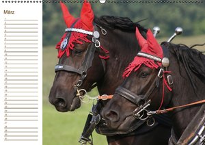 Der Pferde-Geburtstagskalender (Wandkalender immerwährend DIN A2 quer)