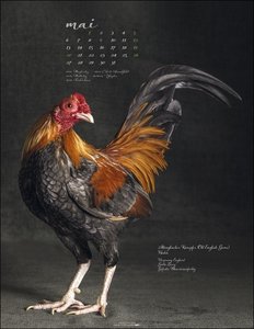 Pretty Chicks. Tier-Wandkalender 2024. Ungewöhnliches Fotokunst-Projekt der Fotografin Tamara Staples. Rasse-Hühner von ihrer besten Seite im Fotokalender 2024. 34x44 cm Hochformat
