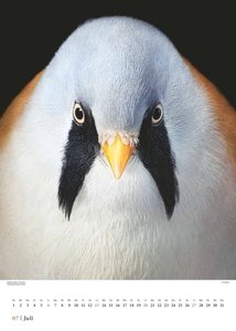 Tim Flach: Vögel 2025 – Posterkalender von DUMONT– Vogel-Porträts von Tim Flach – Poster-Format 50 x 70 cm