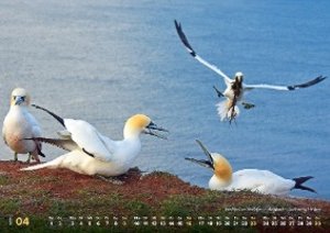 faszinierende Vogelwelt/ Wandkalender 2023