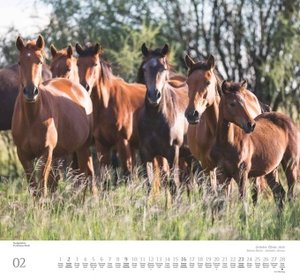Geliebte Pferde 2025 – DUMONT-Wandkalender – Pferdefotografie von Christiane Slawik Format – 38,0 x 35,5 cm