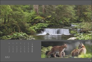 Wald nah und fern Edition Kalender 2022