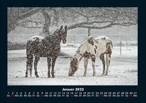 Pferde Kalender 2022 Fotokalender DIN A4