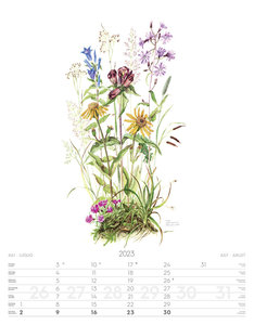 Alpenblumen-Aquarelle Kalender 2023