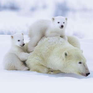 Polar Bears/Eisbärchen 2022