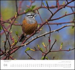 Heimische Vogelwelt 2023 - DUMONT Wandkalender - mit den wichtigsten Feiertagen - Format 38,0 x 35,5 cm