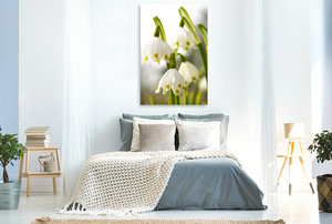 Premium Textil-Leinwand 80 cm x 120 cm  hoch Märzenbecher oder Frühlingsknotenblume