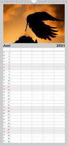 Rabenschwarze Impressionen - meike-ajo-dettlaff.de via  wildvogelhlfe.org - Familienplaner hoch (Wandkalender 2021 , 21 cm x 45 cm, hoch)