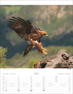 Tiere der Alpen Kalender 2026