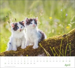 times&more Katzen Bildkalender 2025
