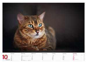 Katzen 2023 Bildkalender A3 quer - Oliver Giel
