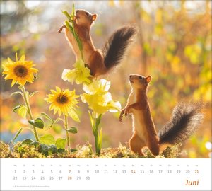 times&more Eichhörnchen Bildkalender 2026