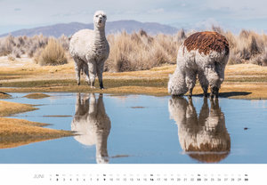 Lamas & Alpakas Kalender 2024