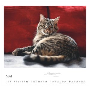 Katzen - Diven auf Samtpfoten 2026