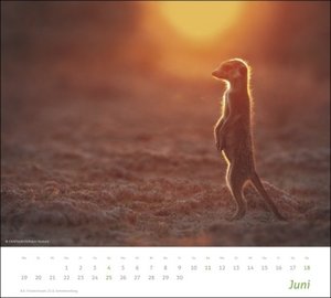 Erdmännchen Bildkalender 2023. Die süßen neugierigen Tiere toll abgelichtet in einem Kalender Großformat. Hochwertiger Fotokalender für Tierfreunde.