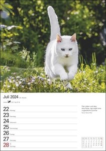 Katzen Wochenplaner. Wandkalender 2024 mit Platz für Notizen und vielen süßen Katzenfotos. Tierkalender 2024 mit praktischer Wochenansicht. Hochformat 25 x 35,5 cm