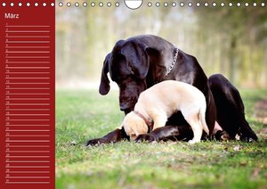 Deutsche Doggen / Geburtstagskalender (Wandkalender immerwährend DIN A4 quer)