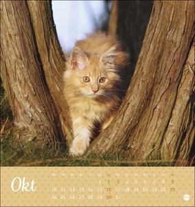 Katzen Postkartenkalender Kleine Tiger 2022