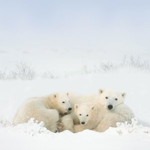 Polar Bears/Eisbärchen 2022