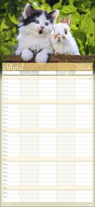 Cool Cats Familienplaner 2024