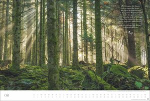 Der deutsche Wald - Ein literarischer Spaziergang Kalender 2026 - Ein literarischer Spaziergang