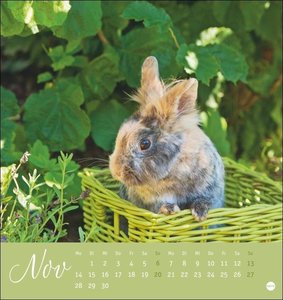 Süße Kaninchen Postkartenkalender 2022