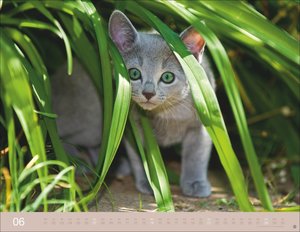 Monika Wegler: Katzenkalender 2026