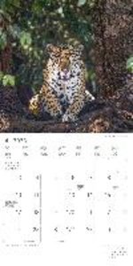 Großkatzen 2023 - Broschürenkalender 30x30 cm (30x60 geöffnet) - Kalender mit Platz für Notizen - Big Cats - Bildkalender - Wandplaner - Alpha Edition