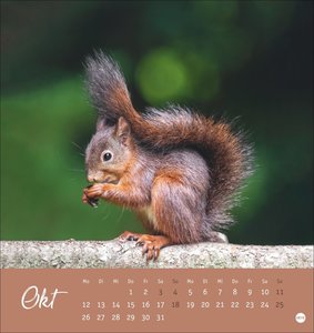 Eichhörnchen Postkartenkalender 2026